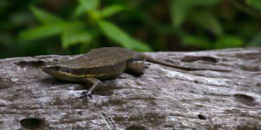 Sepilok Xxx Skink