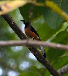 Sepilok Bird White Crowned Shama