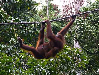 Sepilok Orangutan WBaby