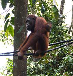 Sepilok Orangutan WBaby