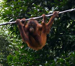 Sepilok Orangutan Juvenile