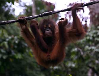 Sepilok Orangutan Juvenile