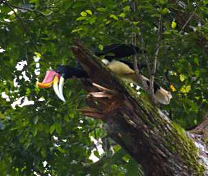 Sepilok Bird Rhinoceros Hornbill
