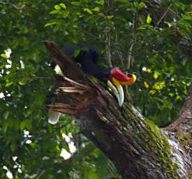Sepilok Bird Rhinoceros Hornbill