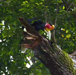 Sepilok Bird Rhinoceros Hornbill