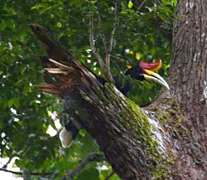 Sepilok Bird Rhinoceros Hornbill