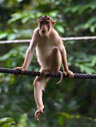 Sepilok Pig Tailed Macaque Youngster