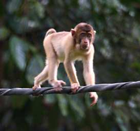 Sepilok Pig Tailed Macaque Youngster