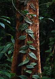 Sepilok Vine