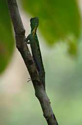 Sepilok Xxx Gecko