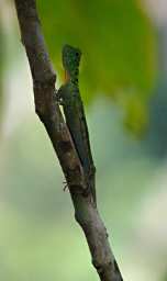 Sepilok Xxx Gecko