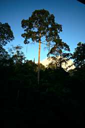 Sepilok Forest Sunrise