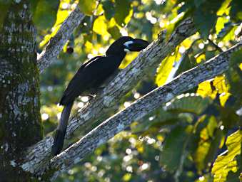 Sepilok Bird Bushy Crested Hornbill