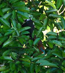 Sepilok Bird Raffles Malkoha