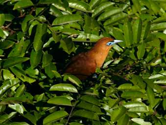 Sepilok Bird Raffles Malkoha