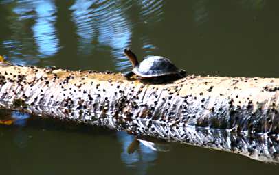 Sepilok Xxx Turtle