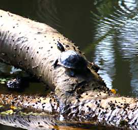 Sepilok Xxx Turtle