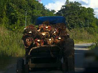 Tabin Oil Palm Fruit