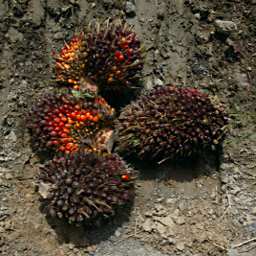 Tabin Oil Palm Fruit