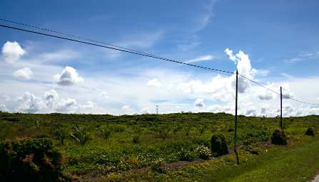 Tabin Oil Palm