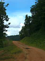 Tabin Monitor Lizard