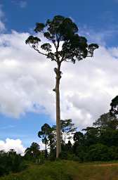 Tabin Big Tree Not Logged
