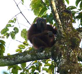 Tabin Orangutan