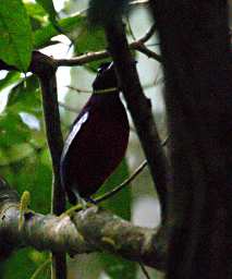 Tabin Bird Black Crimson Pitta