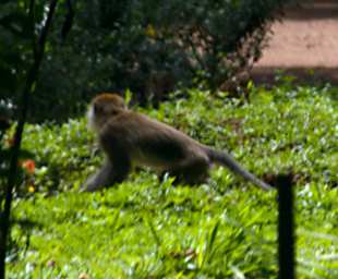 Tabin Long Tailed Macaque