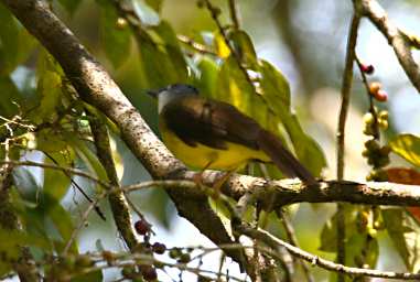 Tabin Bird Yellow Bellied Bulbul