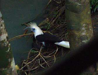 Tabin Bird White Crowned Hornbill