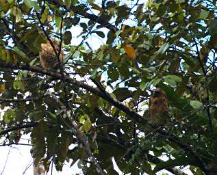 Tabin Bird Buffy Fish Owls