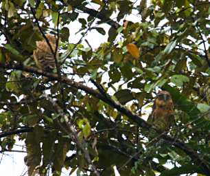 Tabin Bird Buffy Fish Owls