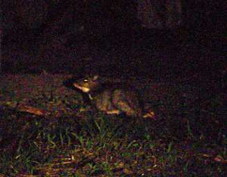 Tabin Greater Mouse Deer