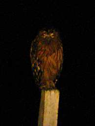 Tabin Bird Buffy Fish Owl