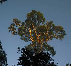 Tabin Xxx Tree