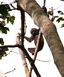 Tabin Gibbon