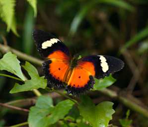 Tabin Butterfly Cethosia