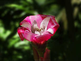 Rose Ginger