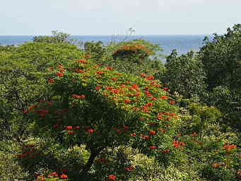 African Tulip Tree