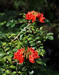 African Tulip Tree