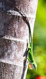 Anole