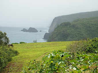 Pololu