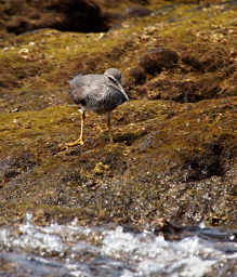 Wandering Tattler