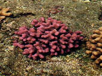Coral