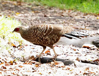 Kalij Pheasant Female