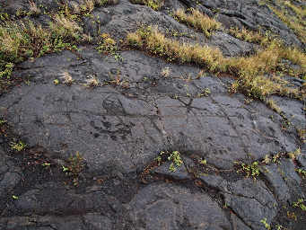 Pu'uLoa Petroglyphs