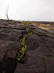 New growth in Lava