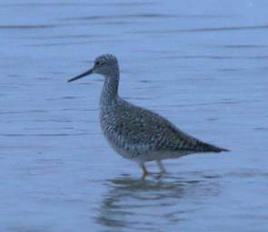 Greater Yellowlegs