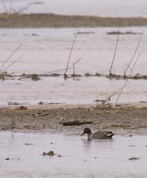 Green-Winged Teal